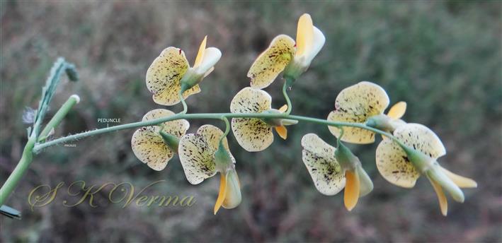  Inflorescence (Raceme)